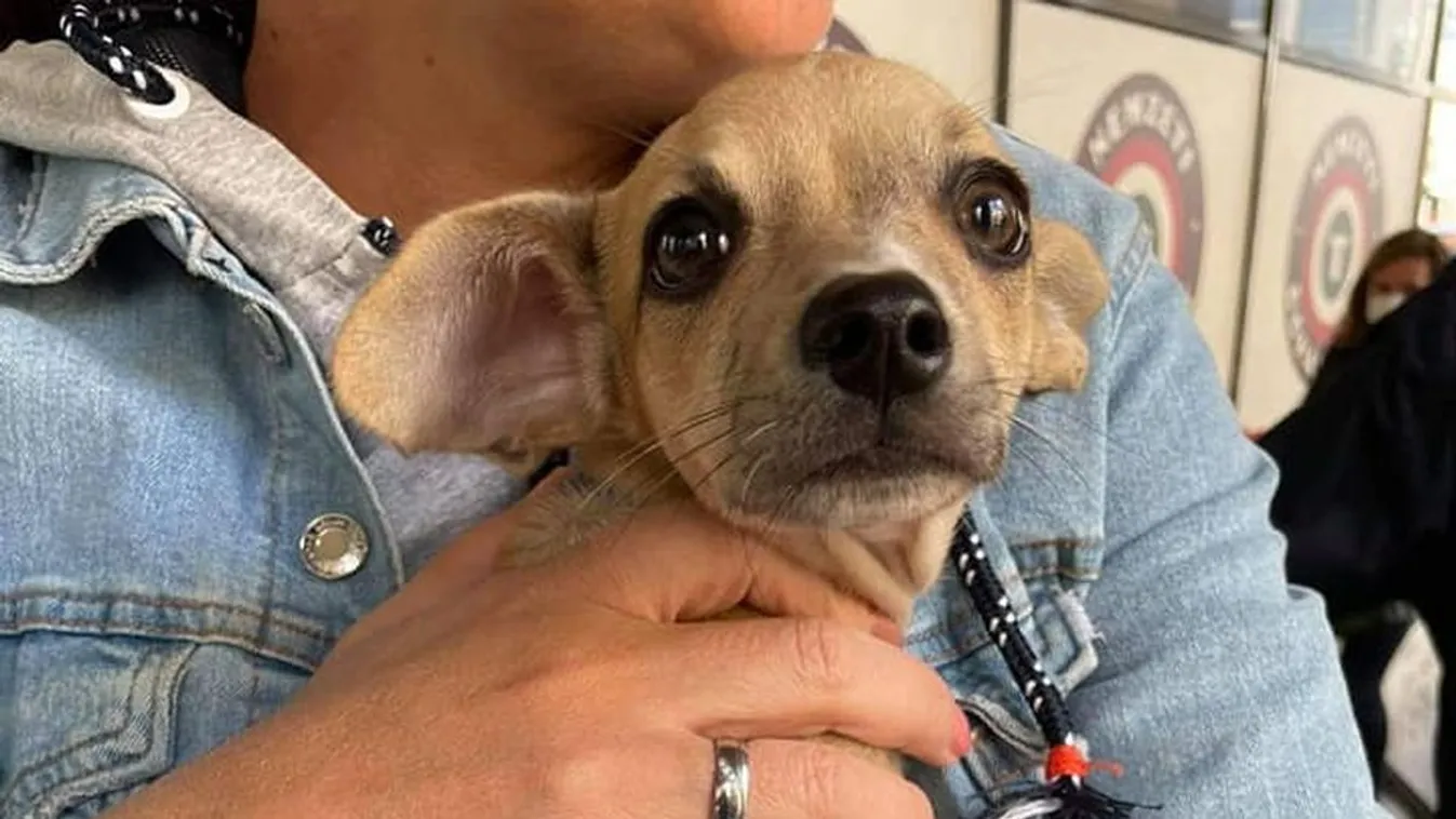 Hajléktalanok rugdostak egy kutyát a Blaha Lujza téri aluljáróban