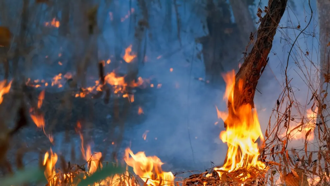 Megháromszorozódtak az erdőtüzek a világ legnagyobb trópusi mocsárvilágában