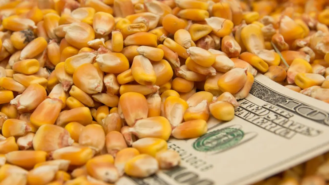 Emelkedő amerikai gabonajegyzések a rossz időjárás miatt