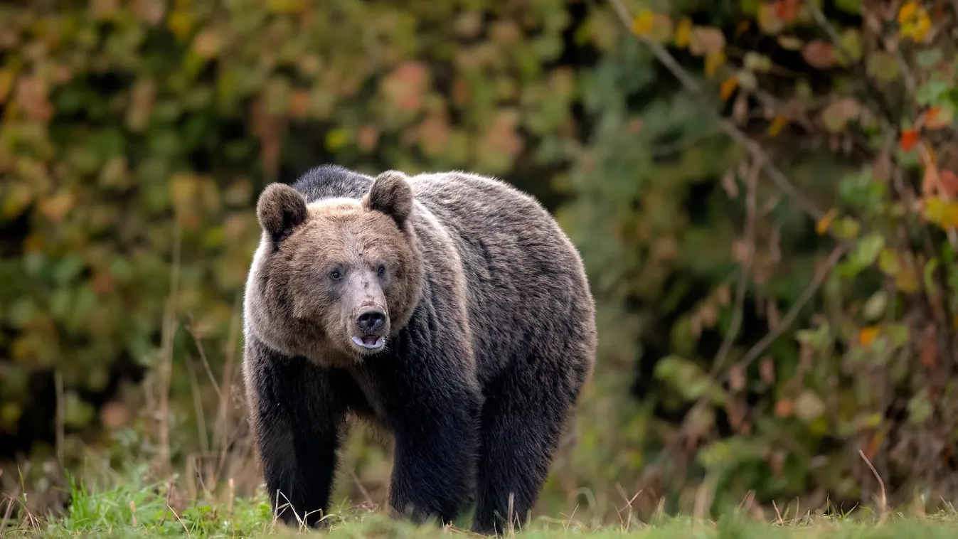 Egyre gyakoribbak a medvetámadások Erdélyben