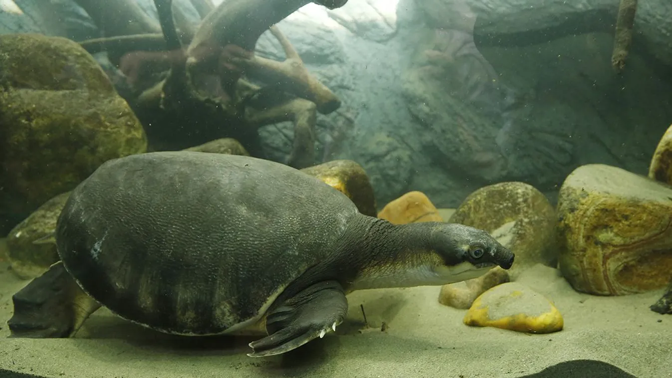 Coca, a malacképű teknős megszabadult a társbérlőktől