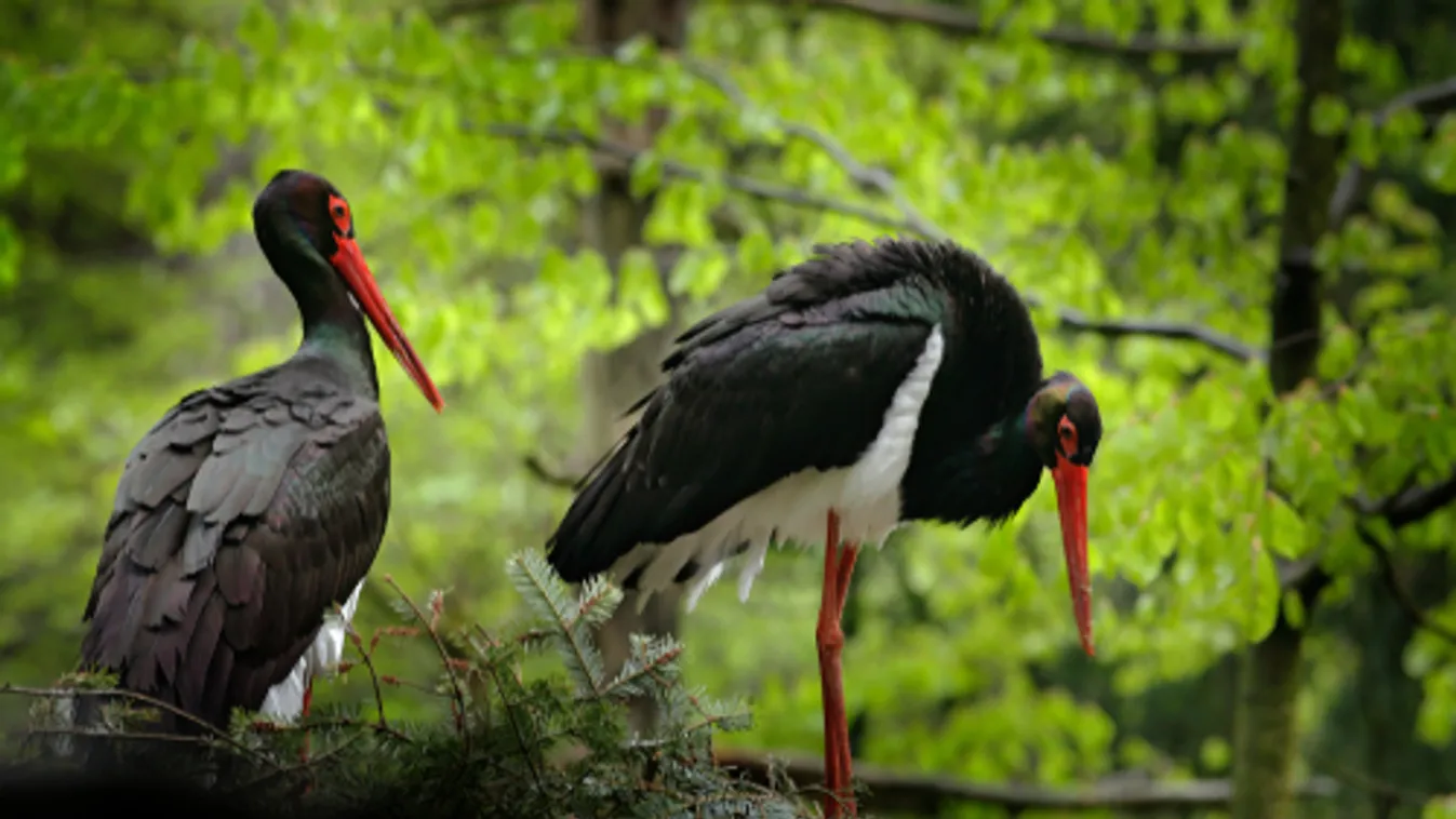 Nyolcadik évadát kezdi meg a feketególya-fészek élő adása