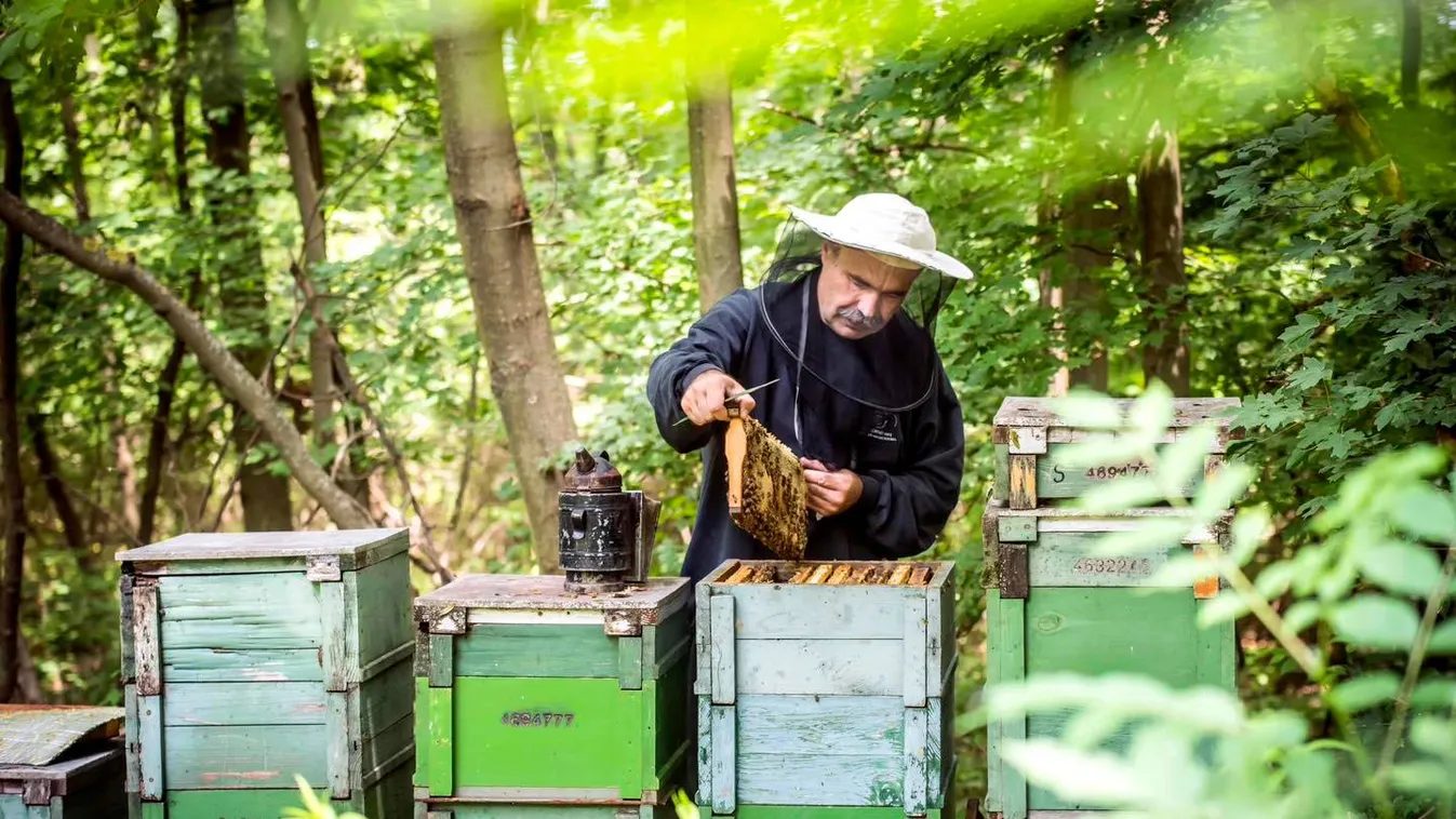 Indul a méhészeti ágazat idei támogatási programja
