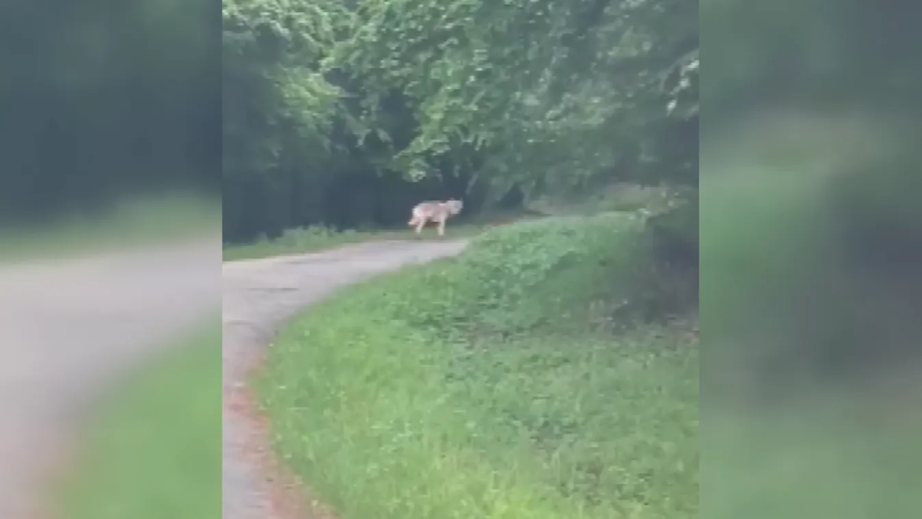 Farkas kóborol Galyatető környékén + videó
