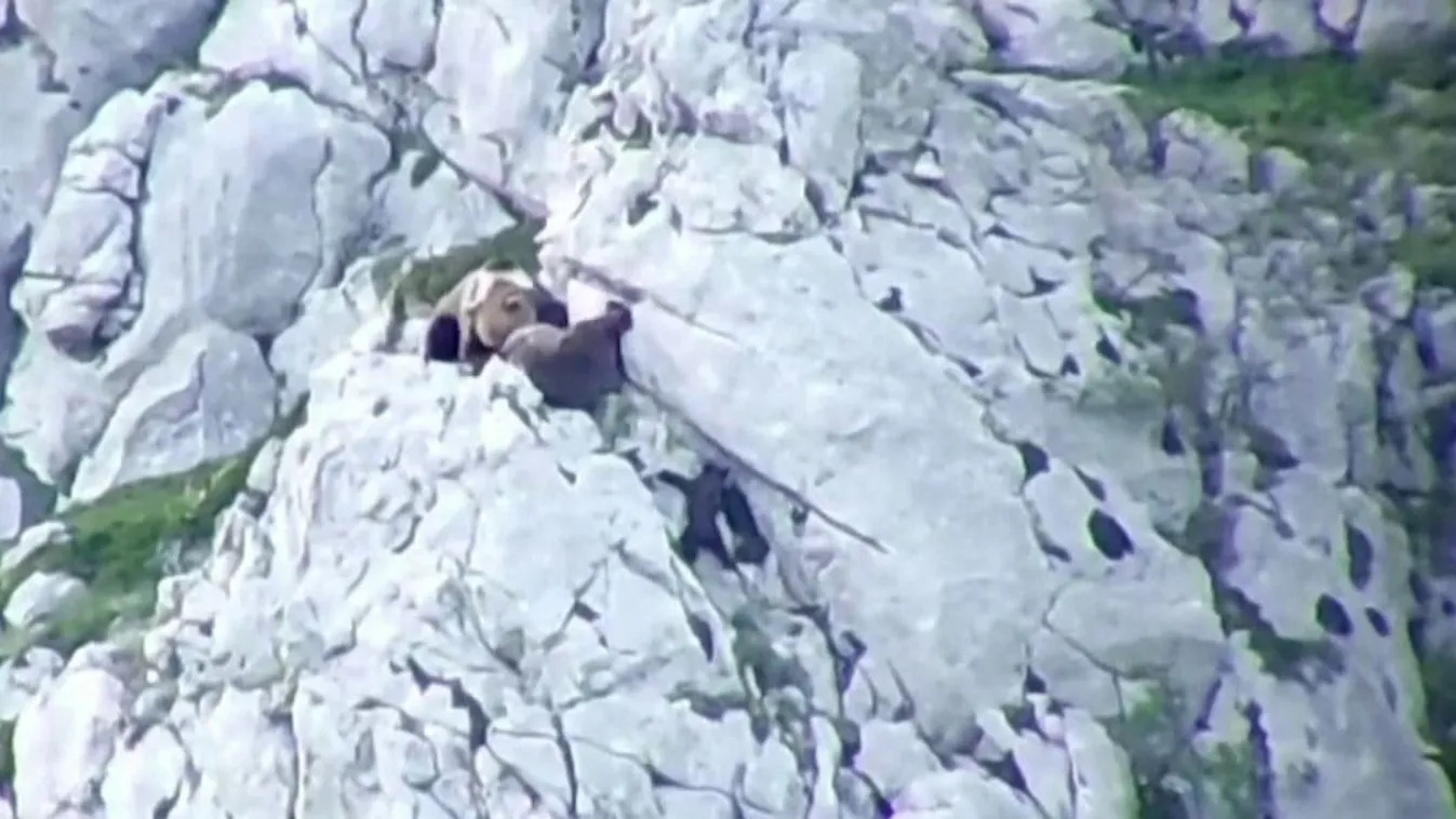 Véres harcot vívtak a medvék, majd lezuhantak a mélybe