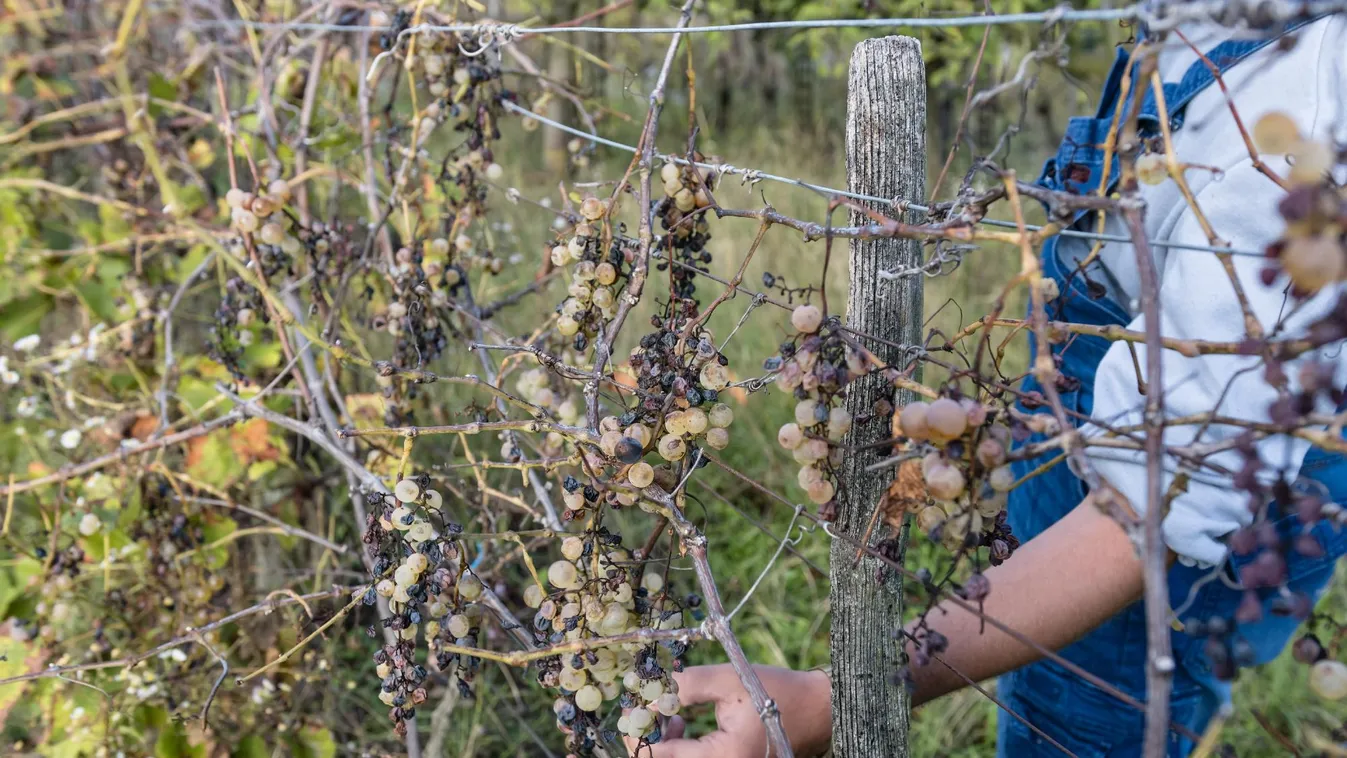 Megállíthatatlanul terjed a szőlő rettegett betegsége
