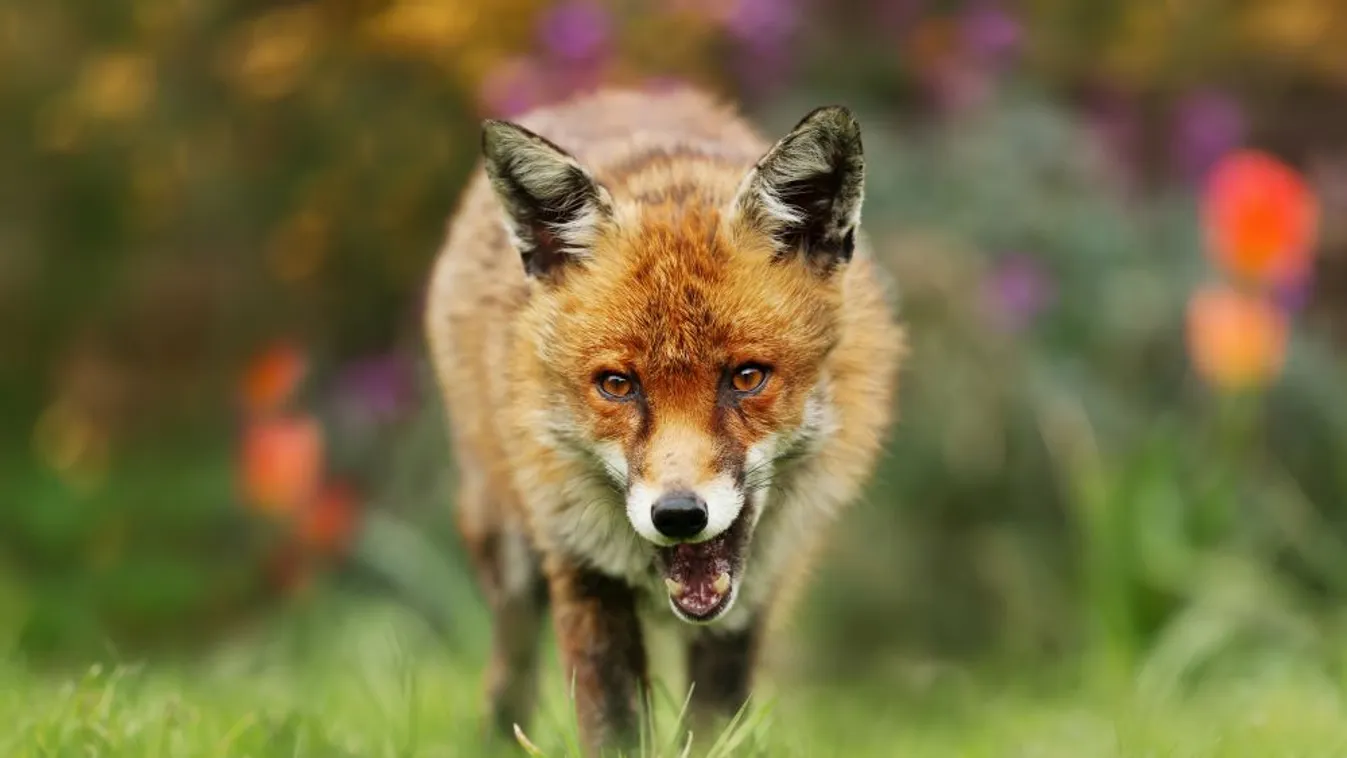 Ismét felbukkant Magyarország közelében a veszettség