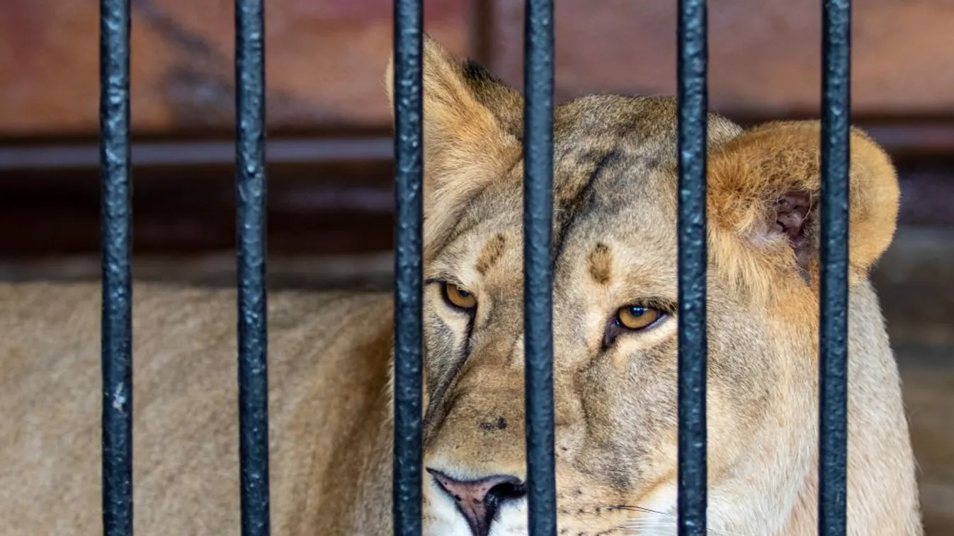 Illegálisan tartott az oroszlánokat, pumákat, tarajos sülöket