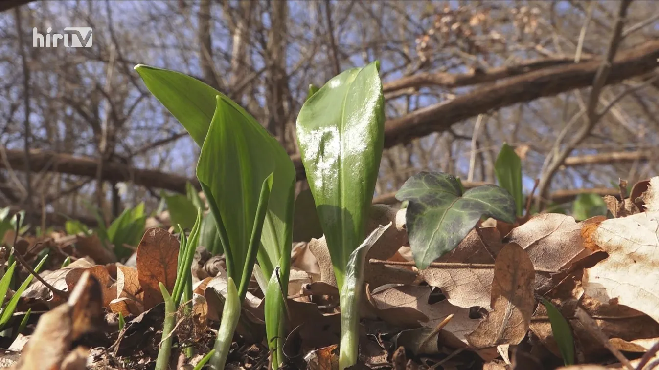 Megkezdődött a medvehagymaszezon