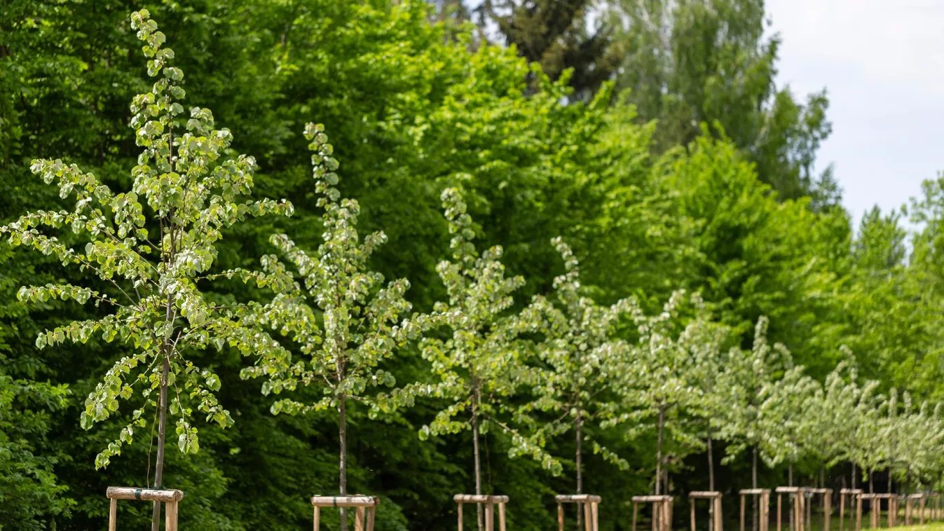 Több mint 2 millió facsemetét ültetett tavaly a Pilisi Parkerdő Zrt.