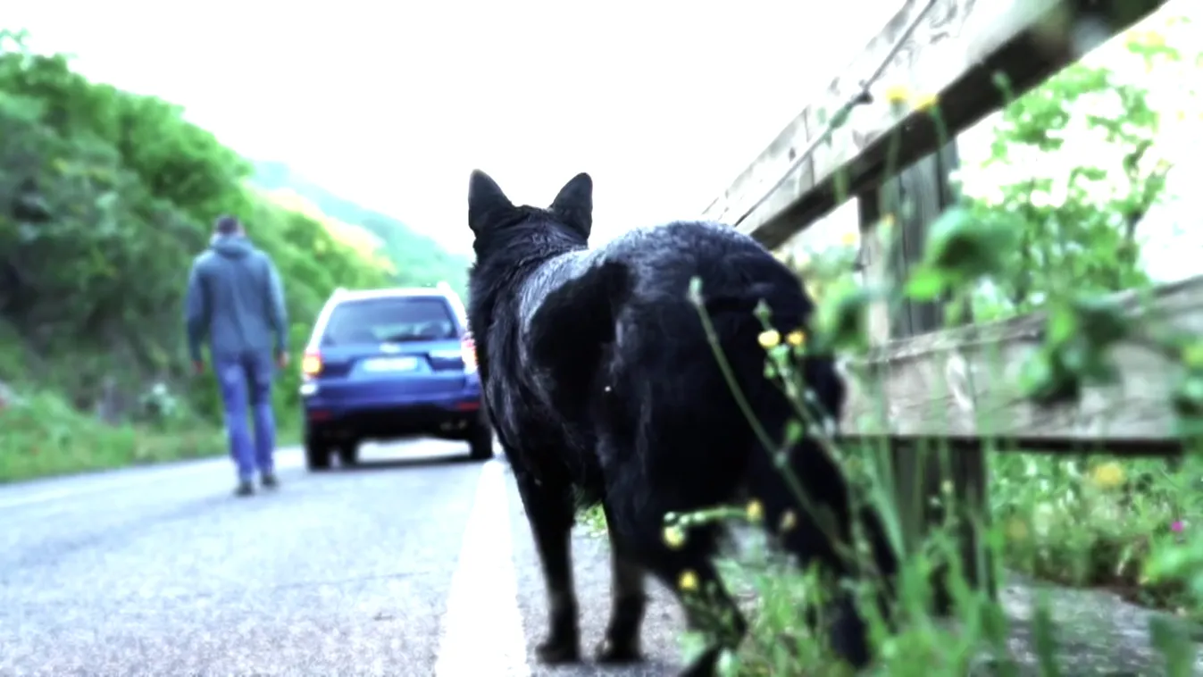 Több tízezer háziállatot hagynak sorsára a nyaralni induló olaszok