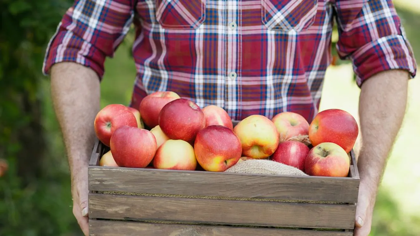 Hirdetési felülettel segíti a helyi termelőket az Agrárminisztérium és a Nébih