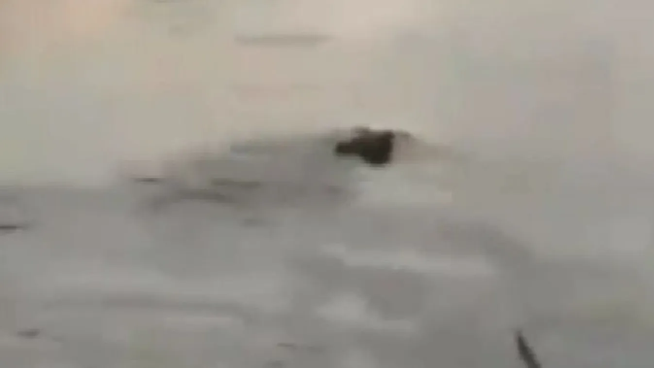 Krokodilt láttak a Vágban