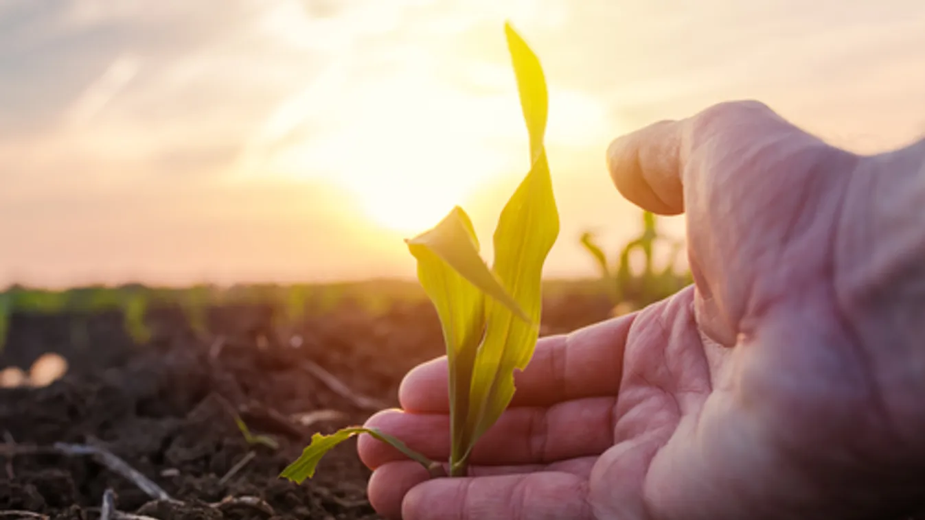 Nagyszabású földértékesítési programot indít az Agrárminisztérium