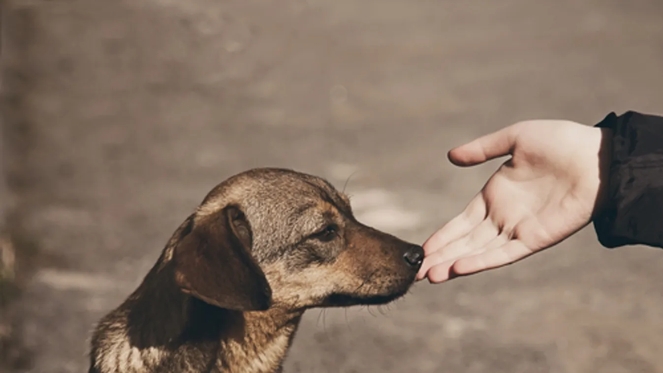 Nébih: segítséget kaphatnak az állatmenhelyek