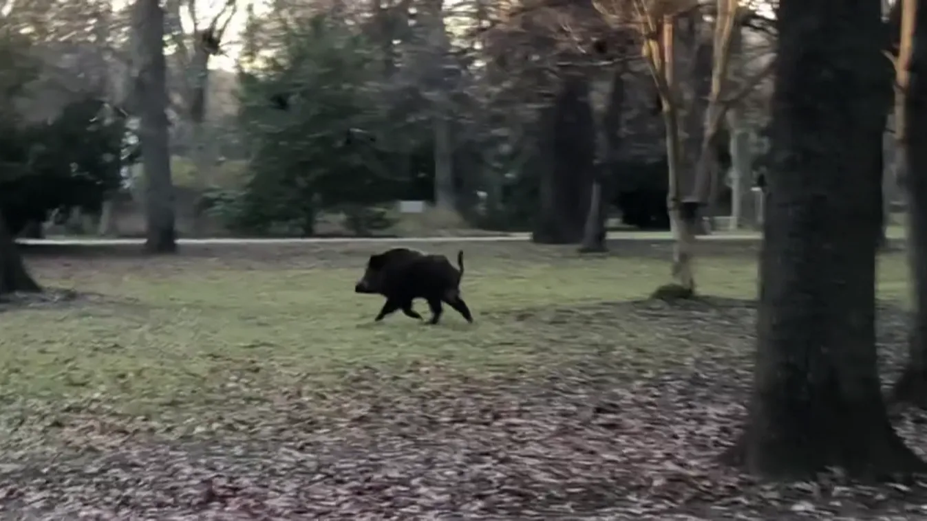 Kilőtték a margitszigeti vaddisznót