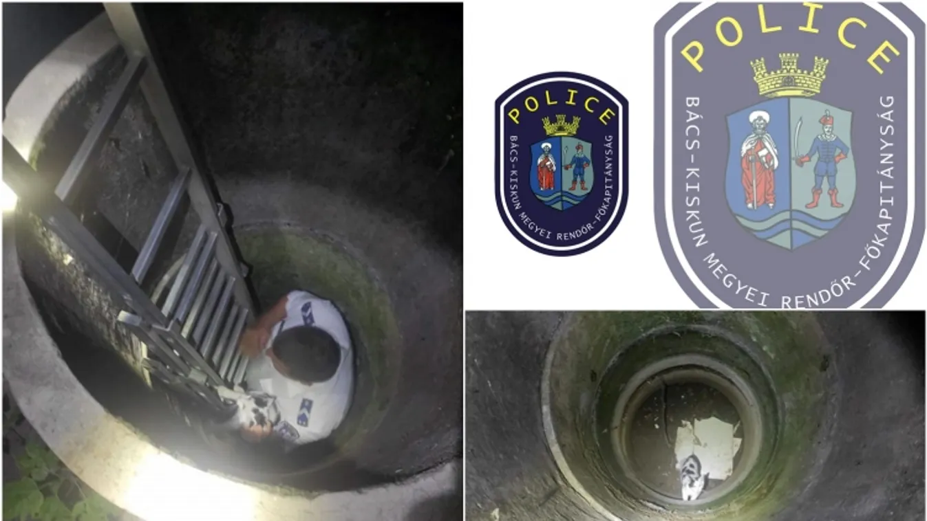 Kiscicát mentettek