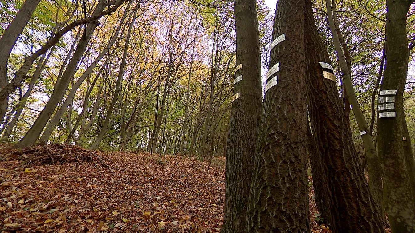 Radar - Élet és halál körforgása az emlékerdőben