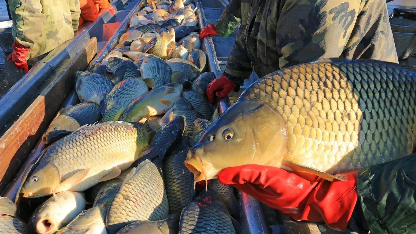 Több száz mázsa halat szállítanak naponta az üzletekbe a Hortobágyról