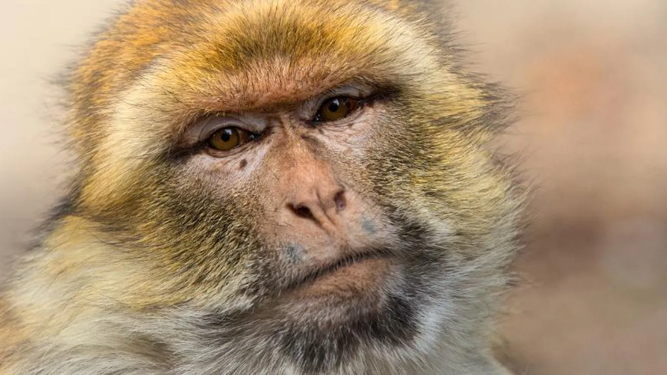 Két tucat berber makákó szökött meg egy német állatkertből