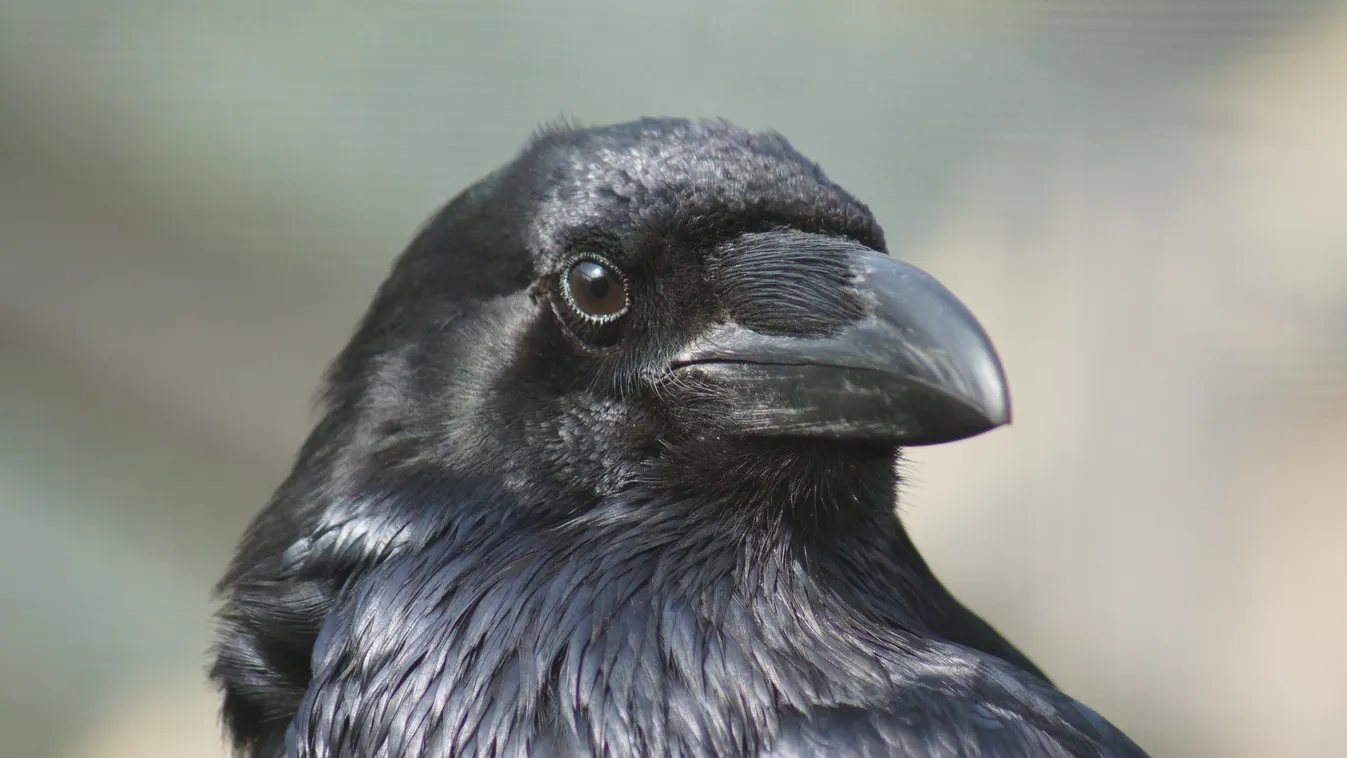 A hollók is képesek az érzelemátvitelre