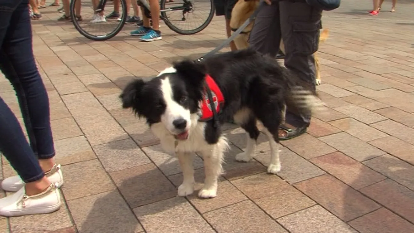 Ultrák: Börtönbe a kegyetlen állatkínzókkal