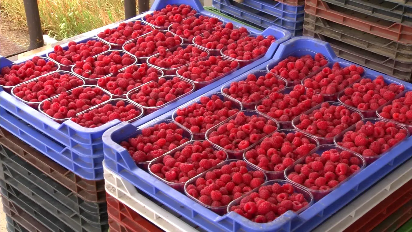 Soroló: Mi történt a málnával?