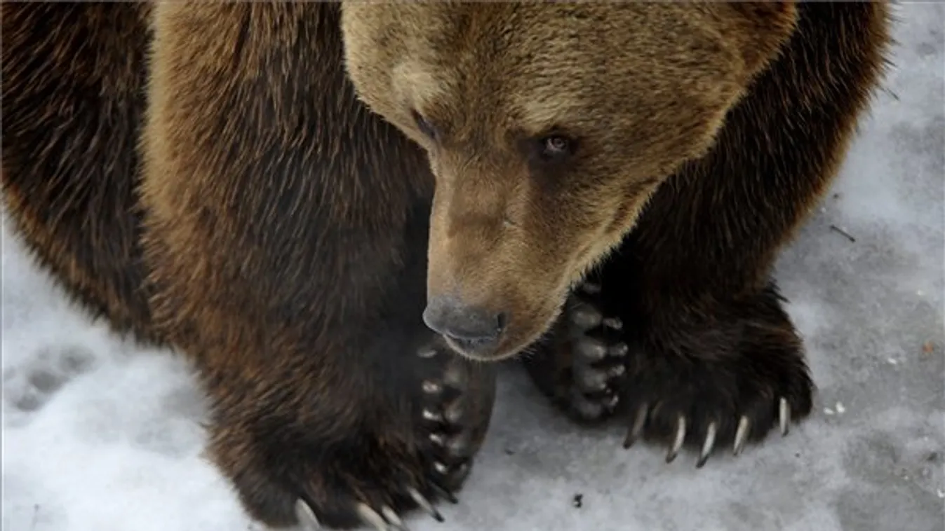 A legjobb védekezés a medve ellen, ha nem találkozik vele