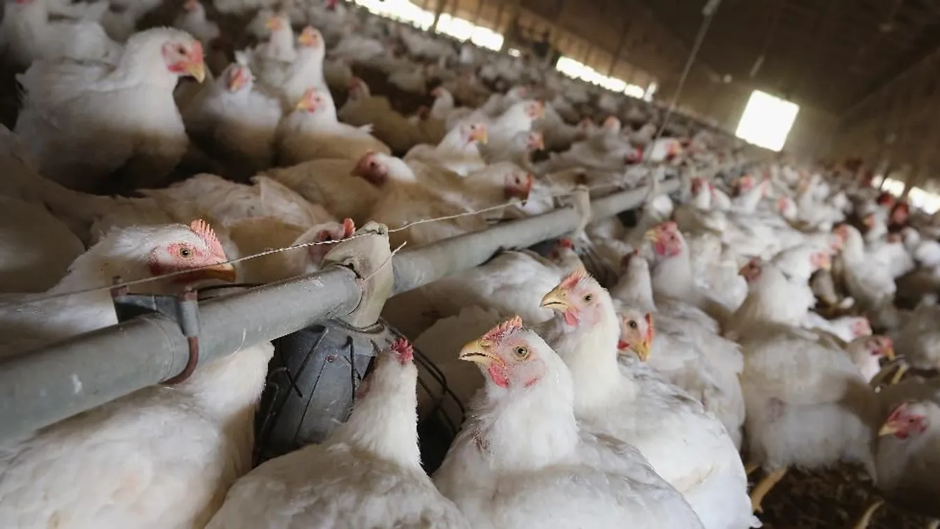 Vegyszeres csirke áraszthatja el a magyar piacot? – Reggeli járat