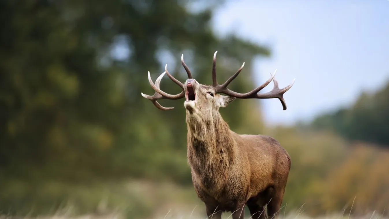 Szarvasbőgést hallgató túrákat szervez a Gemenc Zrt.