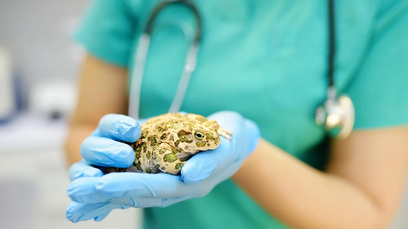 Több mint 2000 állatot mentettek meg a fővárosi állatkertben