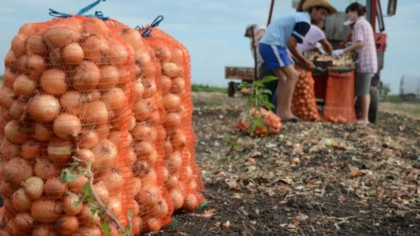 A hagymatermés is megsínylette az aszályt