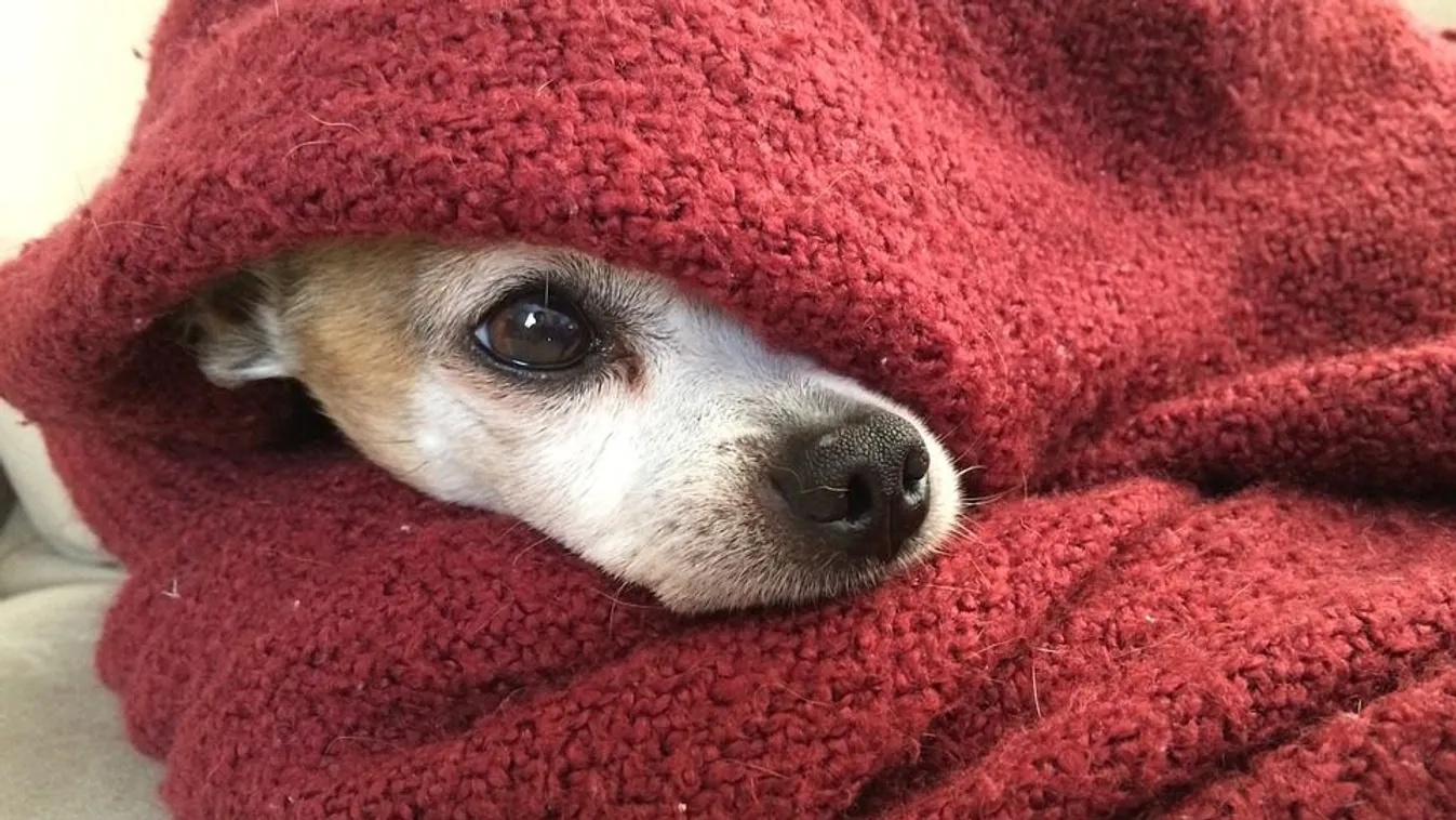 Az állatokra is fokozottan kell figyelni