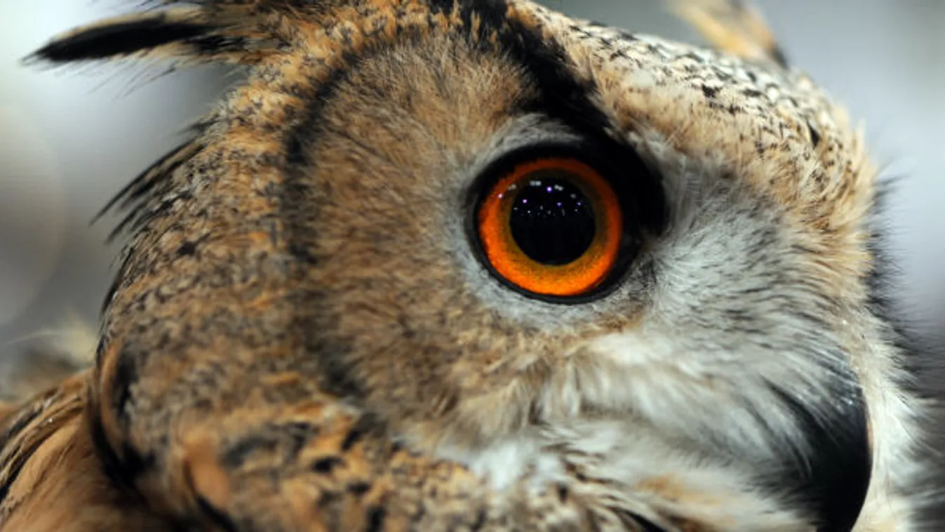 Számba veszik a baglyokat