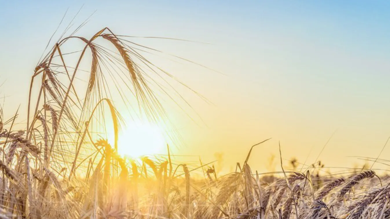 Magyar Nemzet: Mérföldkő lehet 2021 a magyar agráriumban