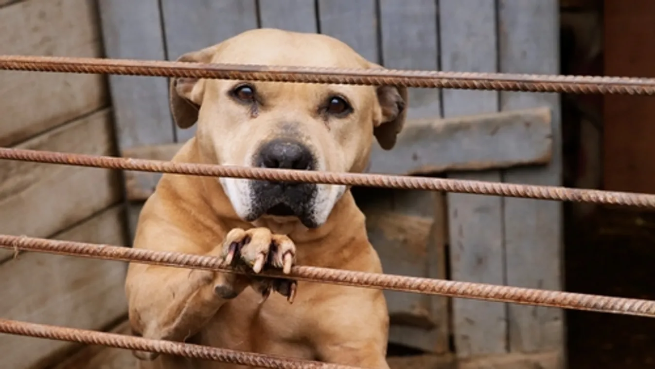 Örökbefogadott kutyáját kínozta egy idős férfi