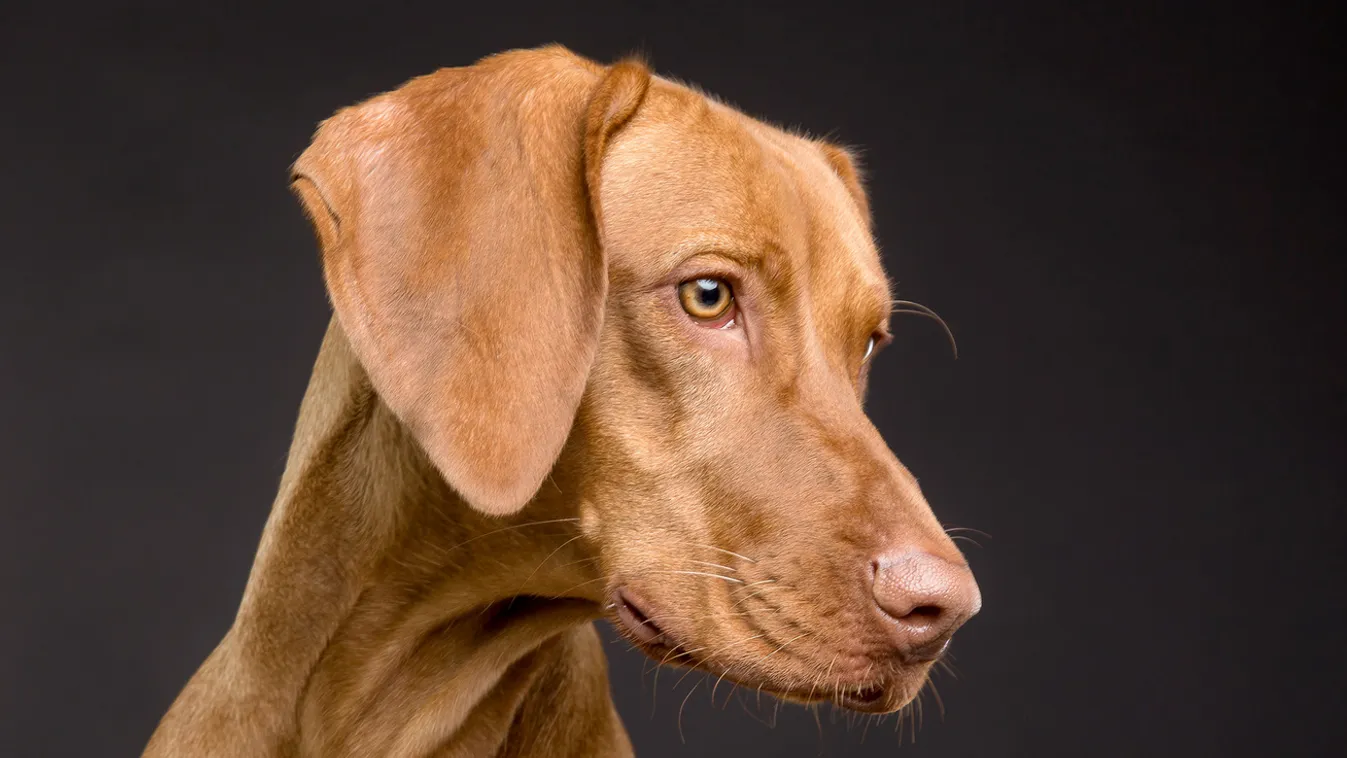 Vizsla főverseny Soponyán