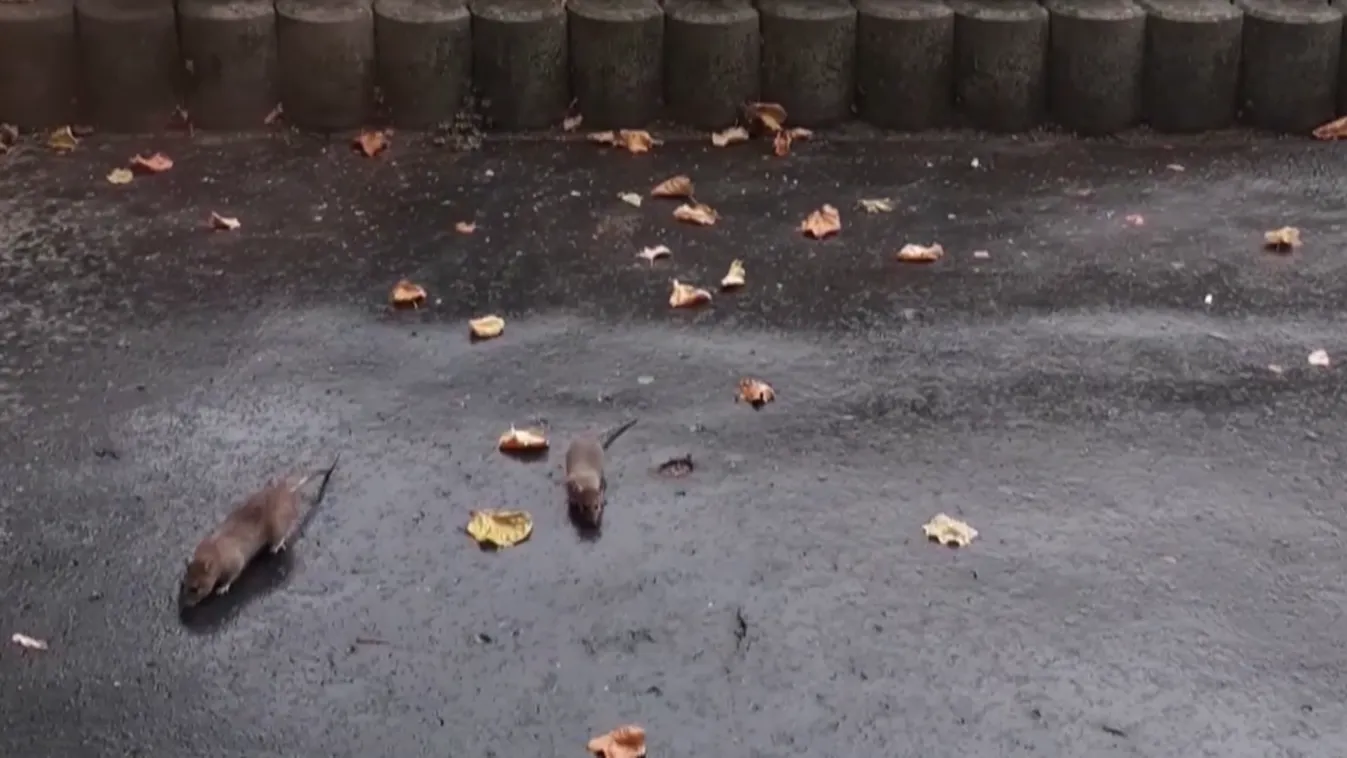 Ellepték a patkányok Budapest utcáit + videó
