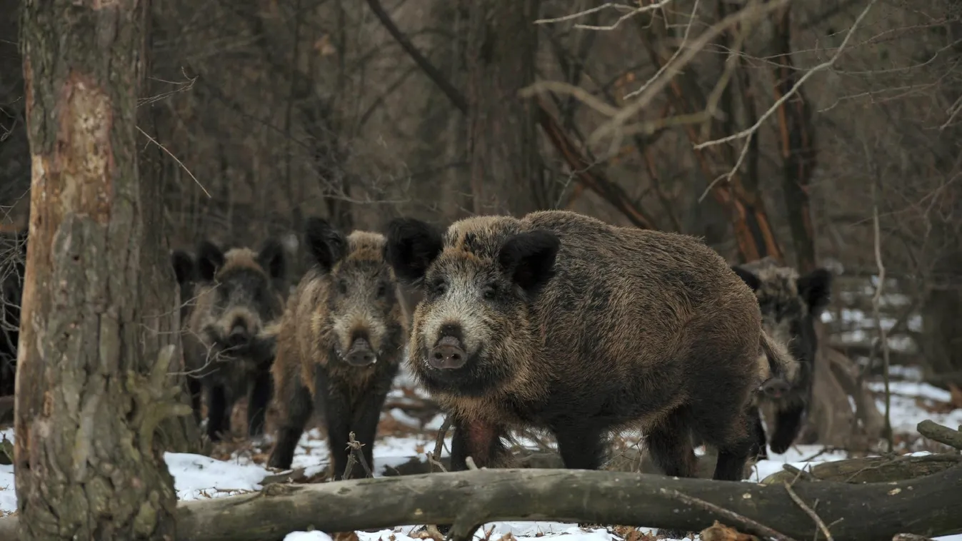 Egész Európát veszélyezteti a halálos betegséget okozó vírus