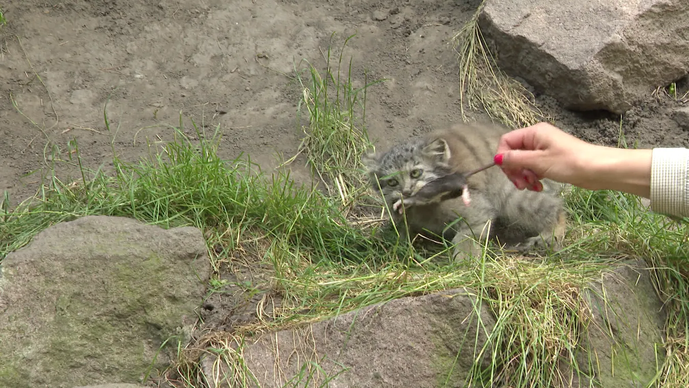 Radar: Állatkerti újdonságok