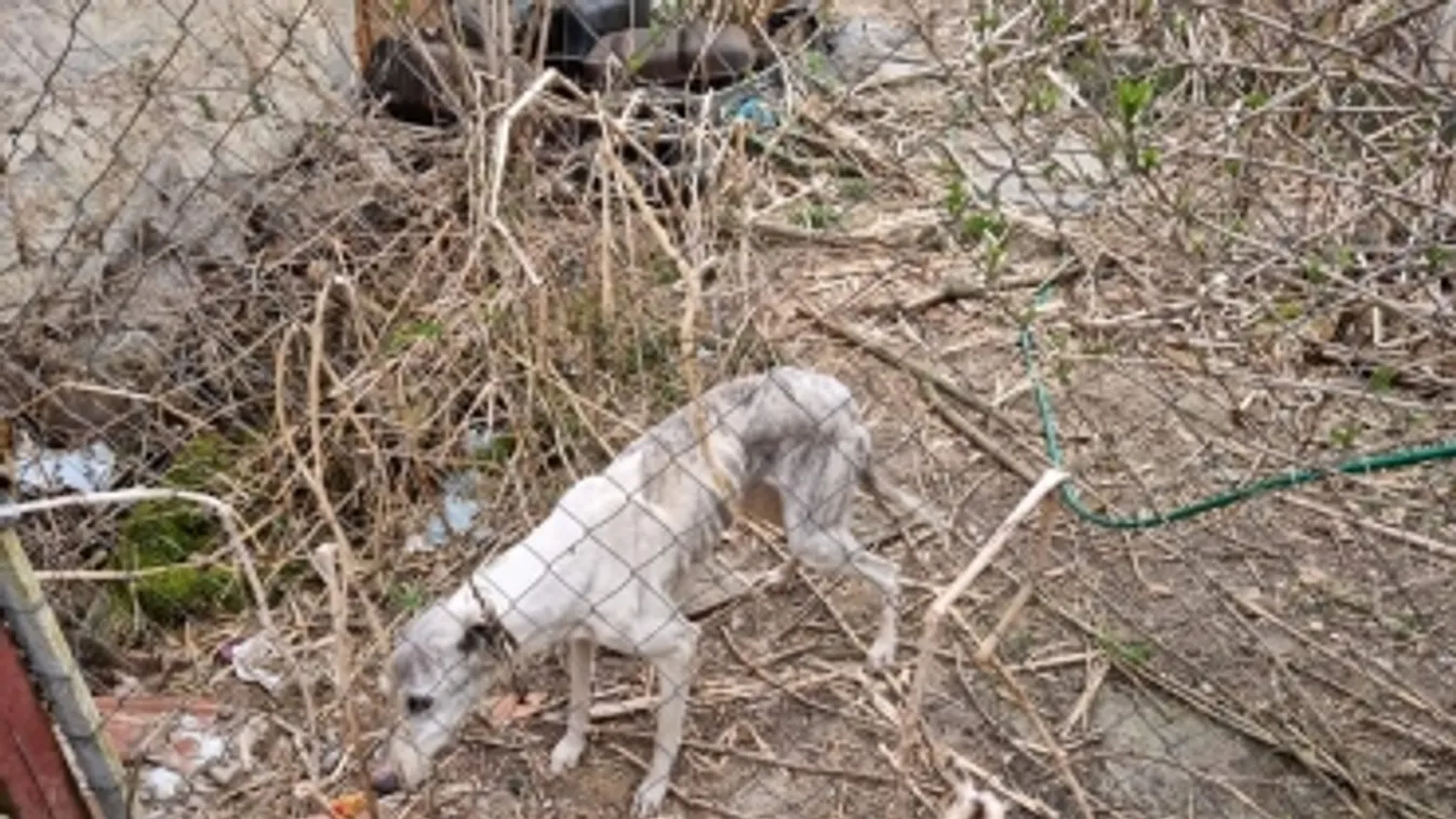 Csontsovány kutya miatt intézkedtek a rendőrök