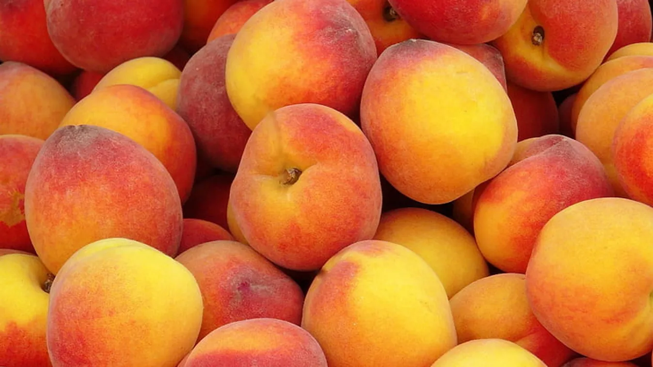 Jó szezonban bíznak a kajszisok