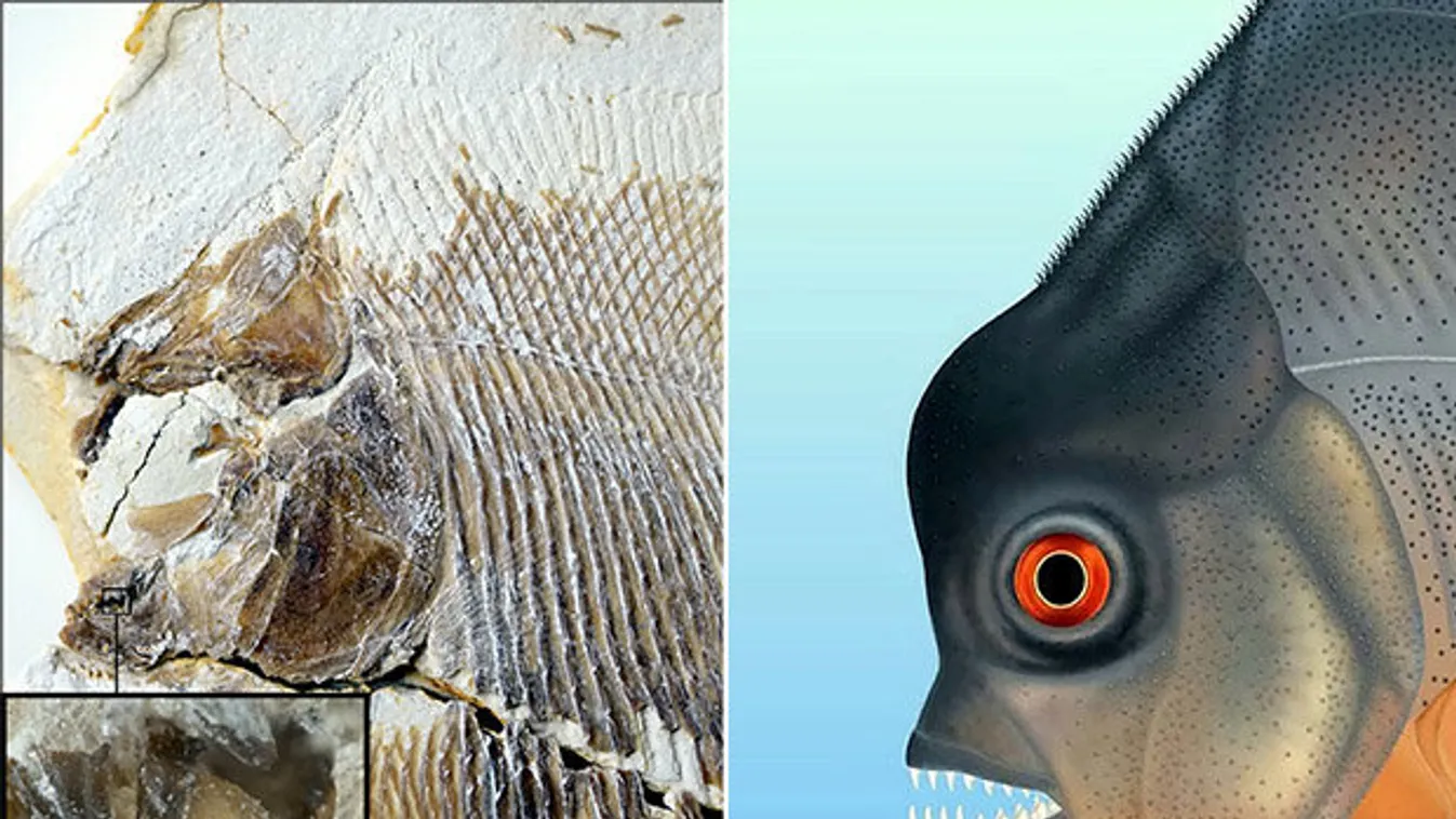 Felfedezték a legrégebbi ismert húsevő halat