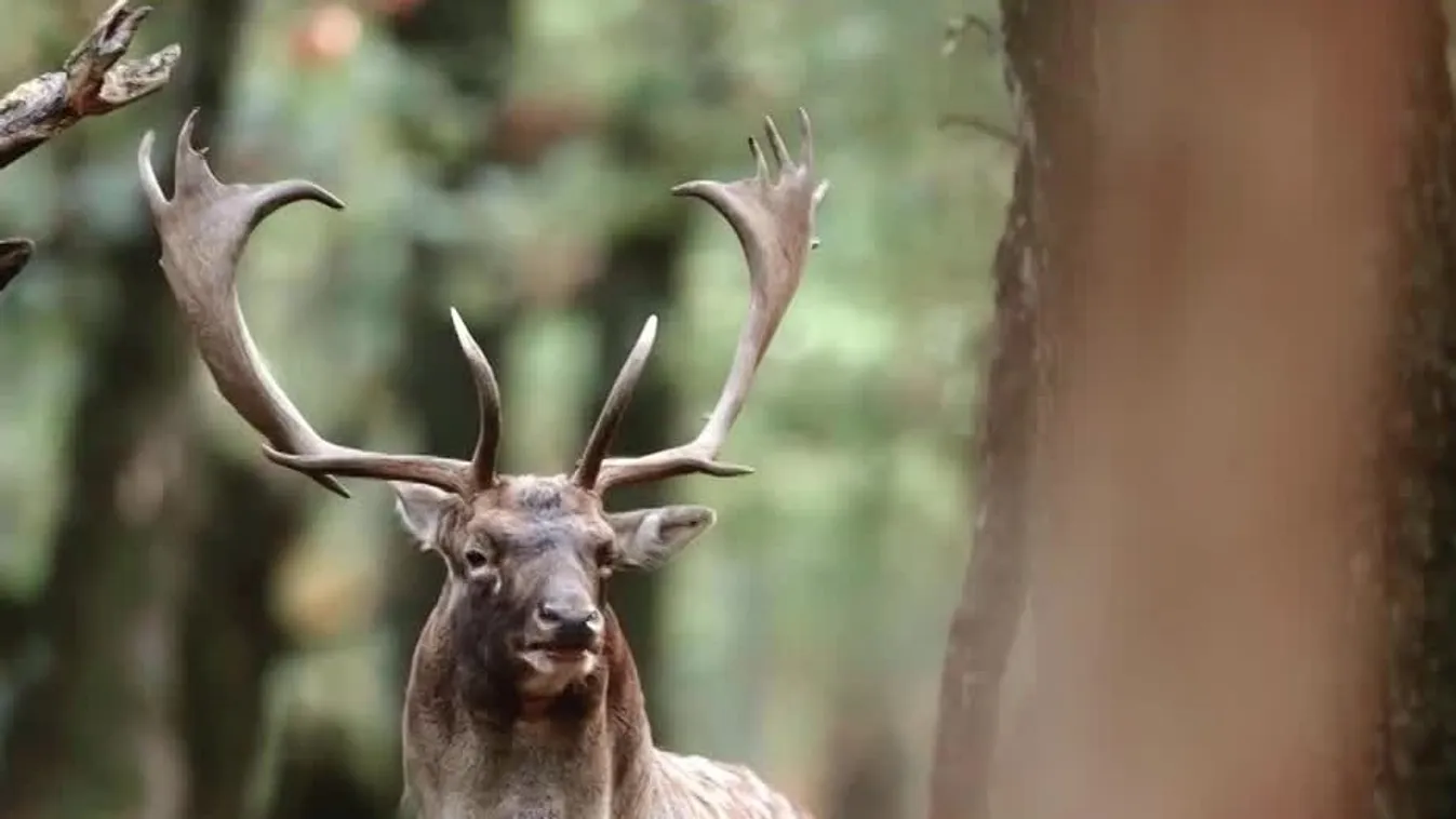 Radar – Mély hangok az erdő mélyéből, elkezdődött a dám barcogás időszaka  + videó