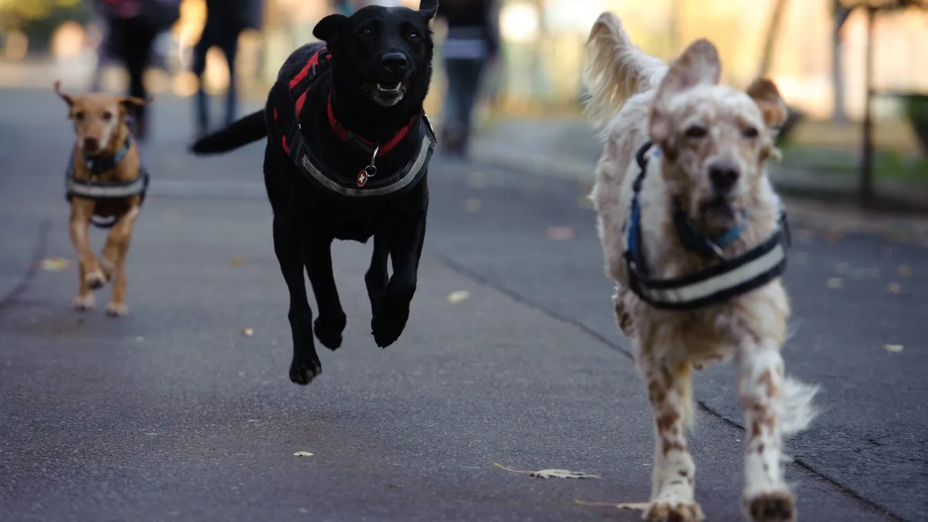 A tűzijáték miatti óvintézkedésekre figyelmezteti a kutyatartókat a Nébih