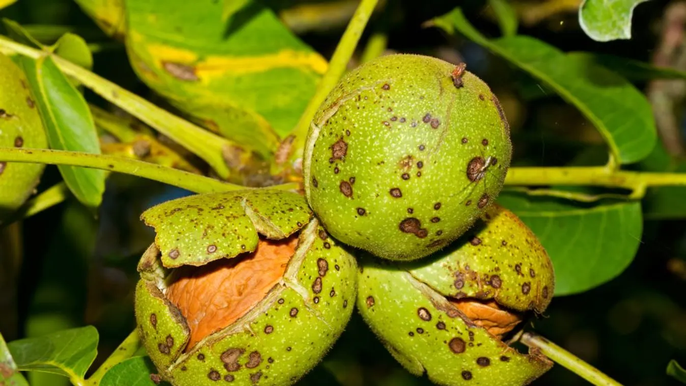 A dióültetvényeken jelentős kárt okoz a nyugati dióburok-fúrólégy