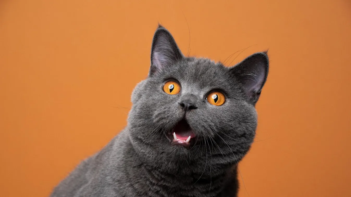 Macska okozhatta egy hollandiai tanácsháza beázását