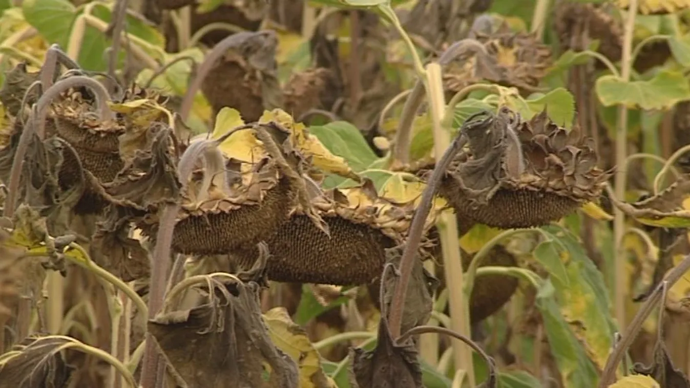 Segít az EB az aszálykárosultakon