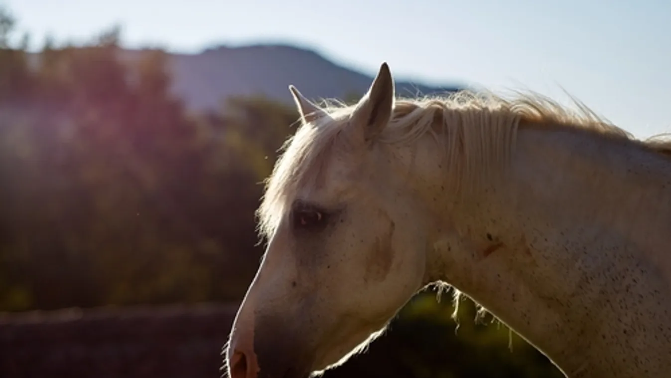Nem adta a lovát, súlyosan megfizetett érte