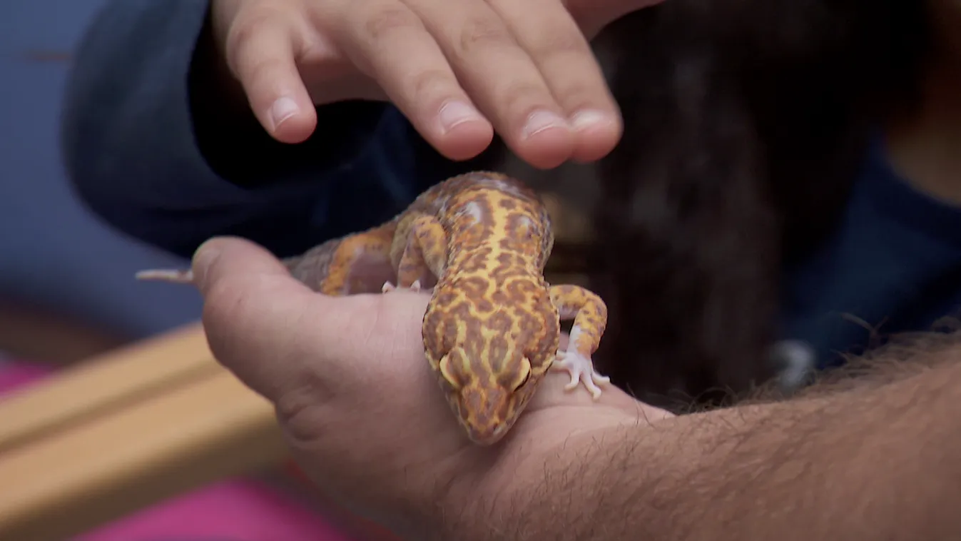 Radar - BRFK Állatvédelmi Hét